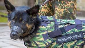 Velký šéf: 8 psí profese, které dokazují, že naše oblíbené domácí mazlíčci mohou všichni